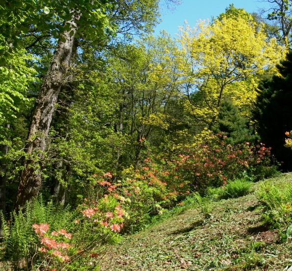 Bois des Moutiers (219) Mai 2012